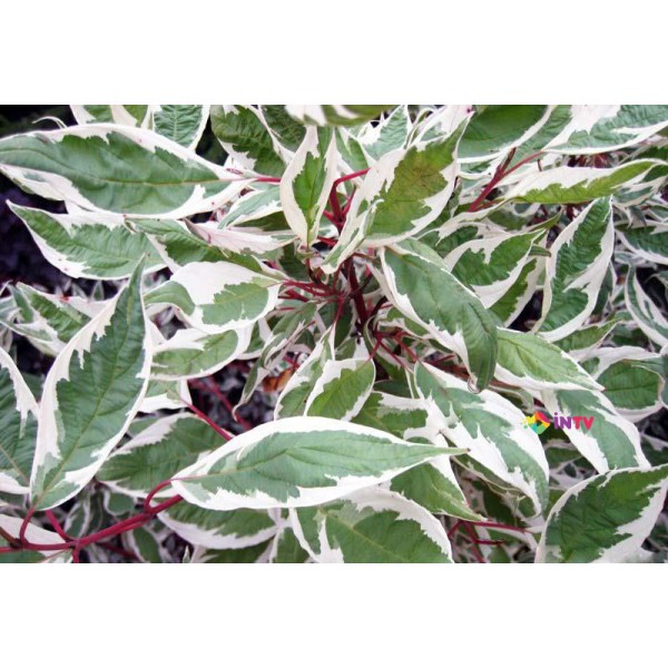 Дерен белый Elegantissima (Cornus alba) С2