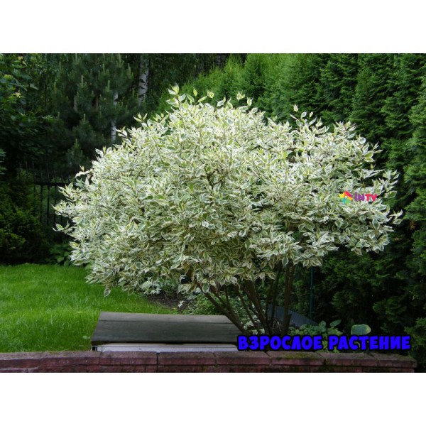 Дерен белый Elegantissima (Cornus alba) С2