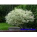 Дерен белый Elegantissima (Cornus alba) С2