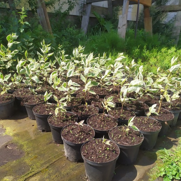 Дерен белый Elegantissima (Cornus alba) С2