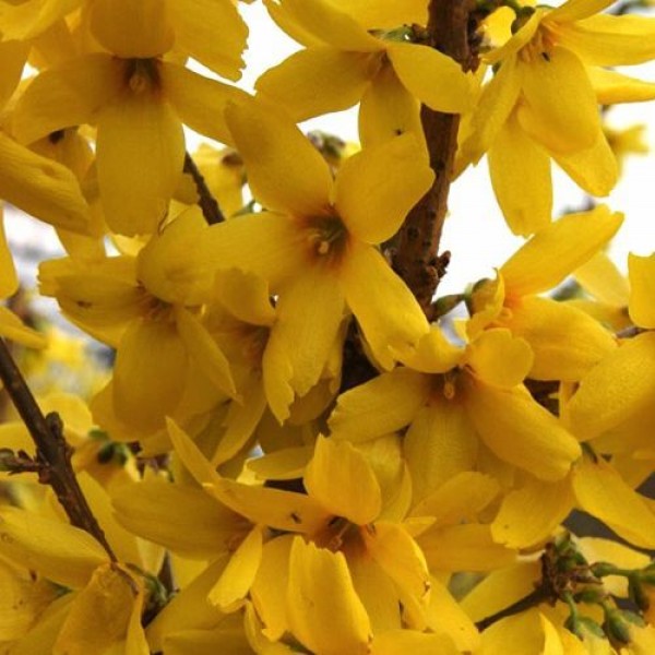 Форзиция промежуточная Goldzauber (Forsythia x intermedia) C3-С5