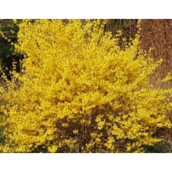 Форзиция промежуточная Goldzauber (Forsythia x intermedia) C3-С5