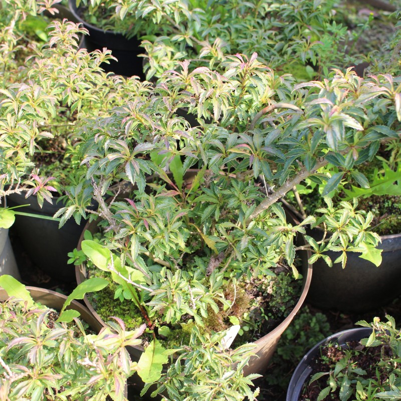 Форзиция темно-зеленая Bronxensis C5 Форзиция темно-зеленая Bronxensis C5