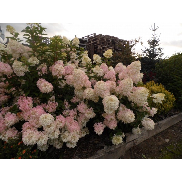 Гортензия метельчатая Фантом (Hydrangea paniculata Phantom) С3