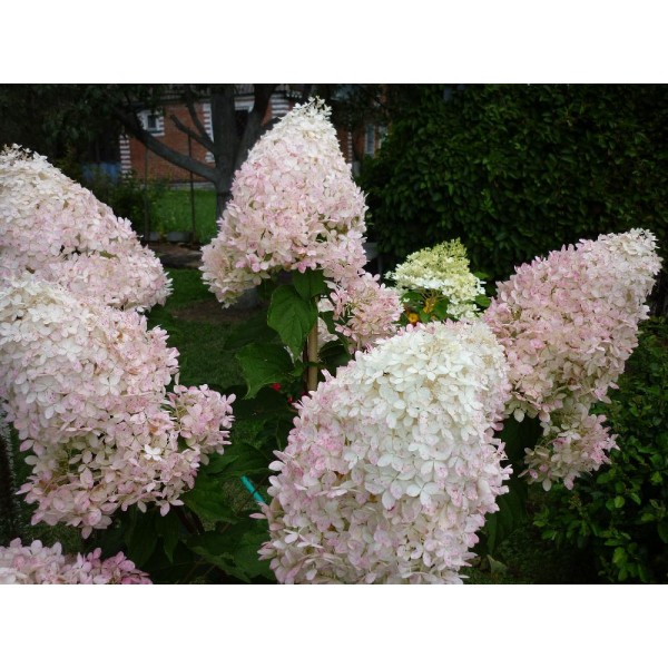 Гортензия метельчатая Фантом (Hydrangea paniculata Phantom) С3