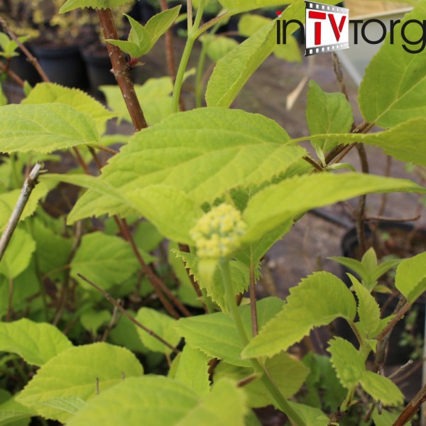 Гортензия метельчатая Limelight (Hydrangea paniculata) С7,5