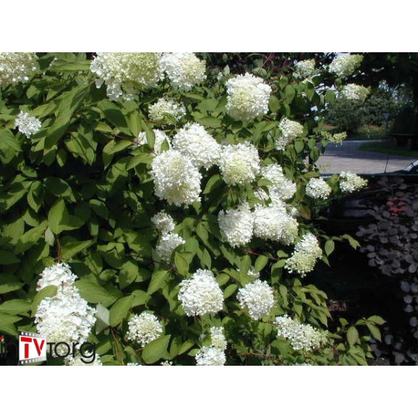 Гортензия метельчатая Limelight (Hydrangea paniculata) C2