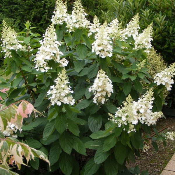 Гортензия метельчатая Киушу (Hydrangea paniculata Kyushu) С3