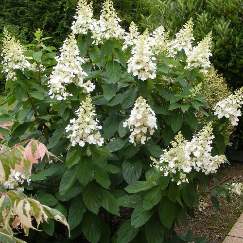 Гортензия метельчатая Киушу (Hydrangea paniculata Kyushu) С3 Гортензия метельчатая Киушу (Hydrangea paniculata Kyushu) С3