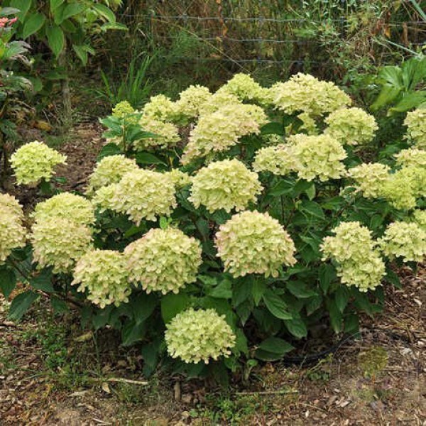 Гортензия метельчатая Литл Лайм (Hydrangea paniculata Little Lime) С3