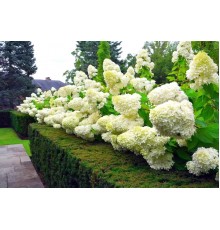 Гортензия метельчатая Полярный медведь (Hydrangea paniculata Polar Bear) C3
