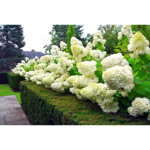 Гортензия метельчатая Полярный медведь (Hydrangea paniculata Polar Bear) C3