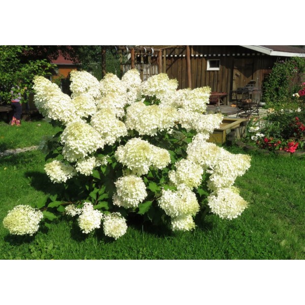 Гортензия метельчатая Полярный медведь (Hydrangea paniculata Polar Bear) C3