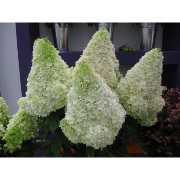 Гортензия метельчатая Полярный медведь (Hydrangea paniculata Polar Bear) C3