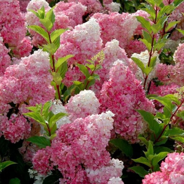 Гортензия метельчатая Ванилла Фрейз (Hydrangea paniculata Vanille Fraise) С3