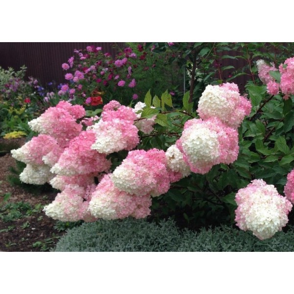 Гортензия метельчатая Ванилла Фрейз (Hydrangea paniculata Vanille Fraise) С3