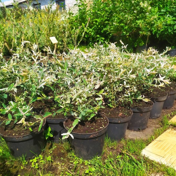 Ива цельнолистная Хакуро-Нишики (Salix Integra Hakuro-Nishiki) С2