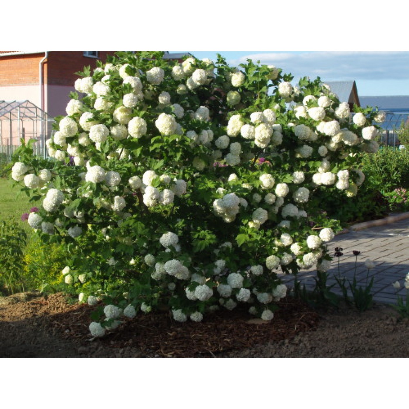 Калина обыкновенная Розеум (Viburnum opulus Roseum) С2 — купить в ...