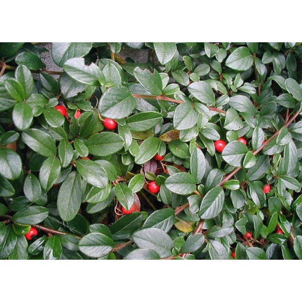 Кизильник Даммера Major (Cotoneaster radicans) C2