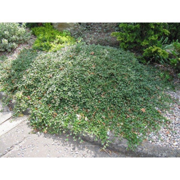 Кизильник Даммера Major (Cotoneaster radicans) C2
