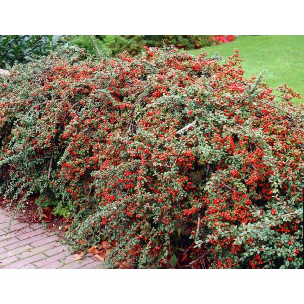 Кизильник гибридный Coral Beauty (Cotoneaster x suecicus) С3
