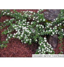 Кизильник гибридный Coral Beauty (Cotoneaster x suecicus) С3