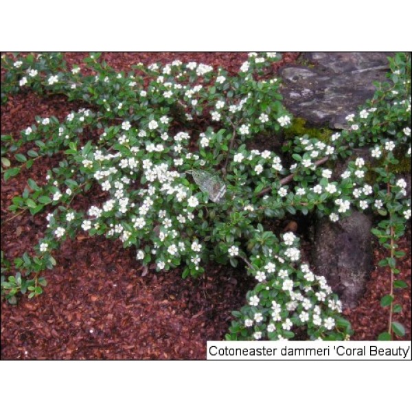 Кизильник гибридный Coral Beauty (Cotoneaster x suecicus) С3