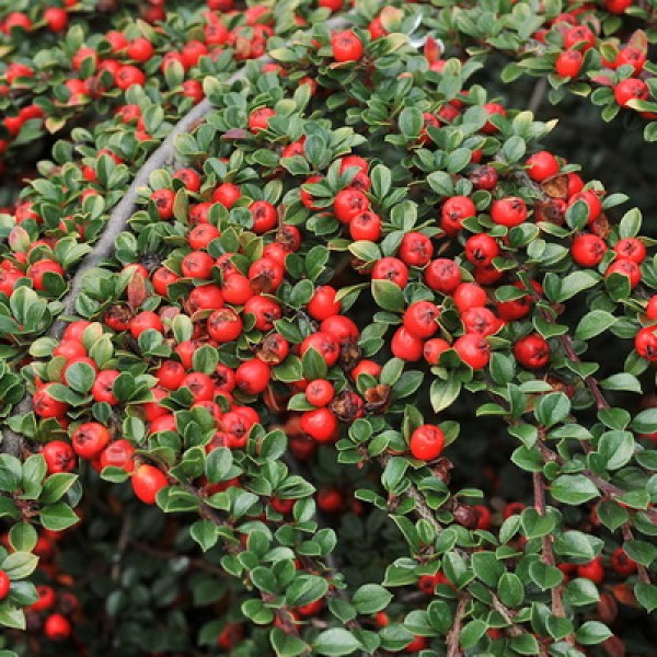 Кизильник гибридный Coral Beauty (Cotoneaster x suecicus) С3