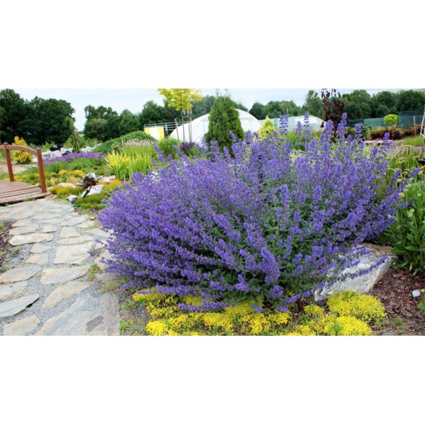 Котовник Blue Moon С2