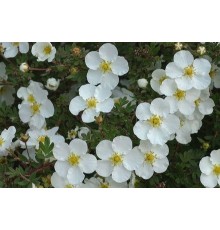 Лапчатка кустарниковая Abbotswood (Potentilla fruticosa) С2
