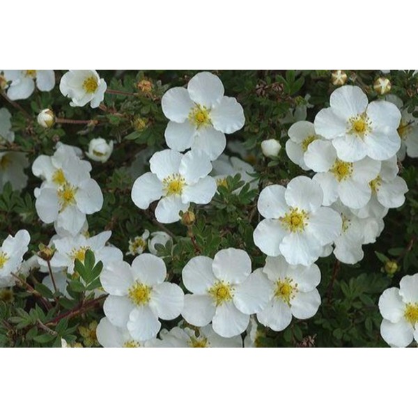 Лапчатка кустарниковая Abbotswood (Potentilla fruticosa) С5
