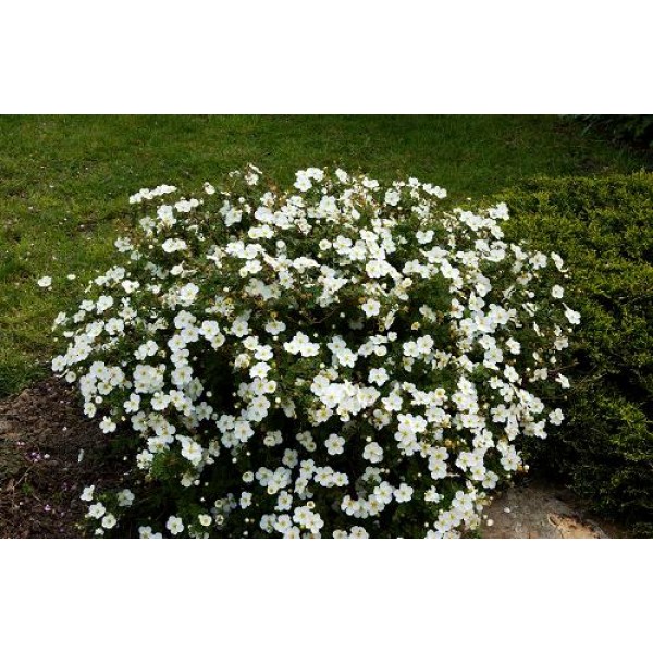 Лапчатка кустарниковая Abbotswood (Potentilla fruticosa) С5