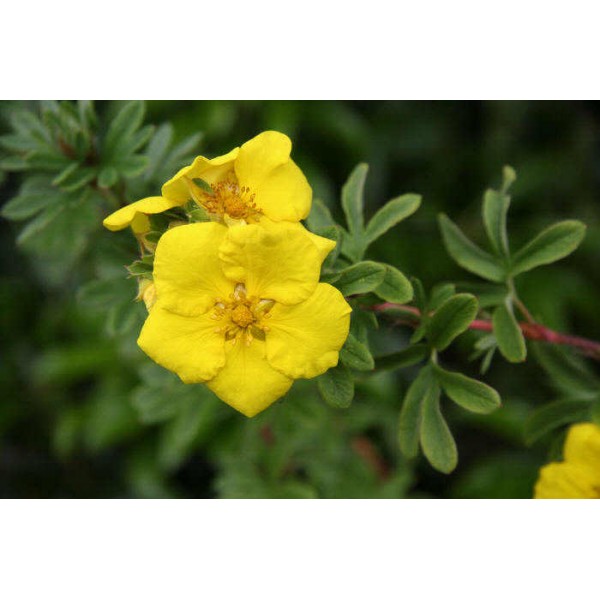 Лапчатка кустарниковая Goldstar (Potentilla fruticosa) C3