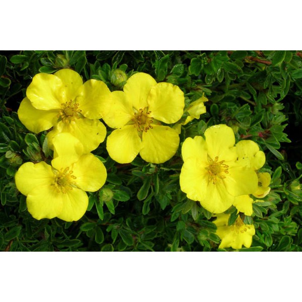 Лапчатка кустарниковая Goldstar (Potentilla fruticosa) C3