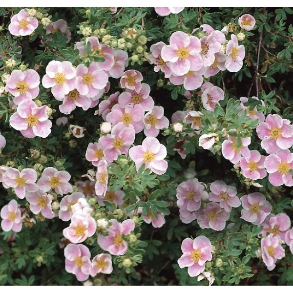Лапчатка кустарниковая Pretty Polly (Potentilla fruticosa) C5