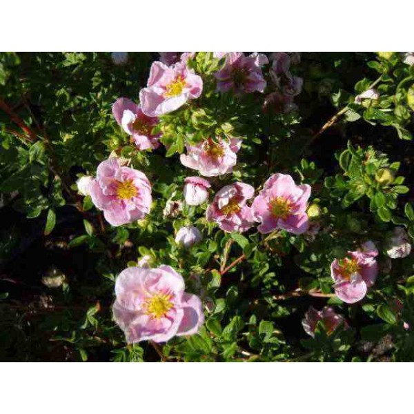 Лапчатка кустарниковая Pretty Polly (Potentilla fruticosa) C5