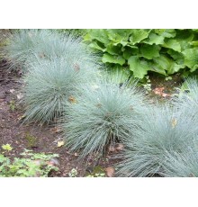 Овсяница сизая или Овсяница голубая (Festuca glauca, Festuca cinerea) С1