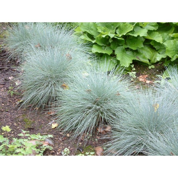 Овсяница сизая или Овсяница голубая (Festuca glauca, Festuca cinerea) С1
