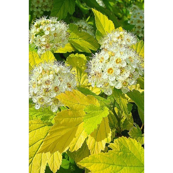 Пузыреплодник калинолистный Luteus (Physocarpus opulifolius) C2