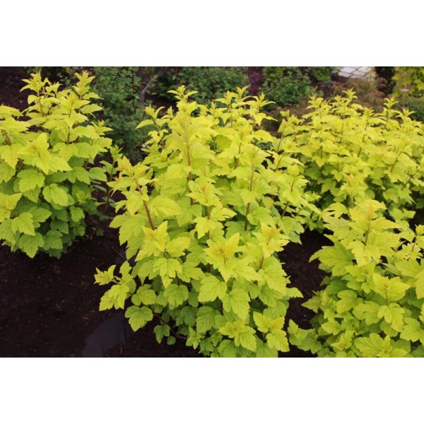 Пузыреплодник калинолистный Luteus (Physocarpus opulifolius) C2