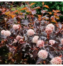 Пузыреплодник калинолистный Диабло Д'ор (Physocarpus opulifolius Diabo Do'r "Mindia") C3
