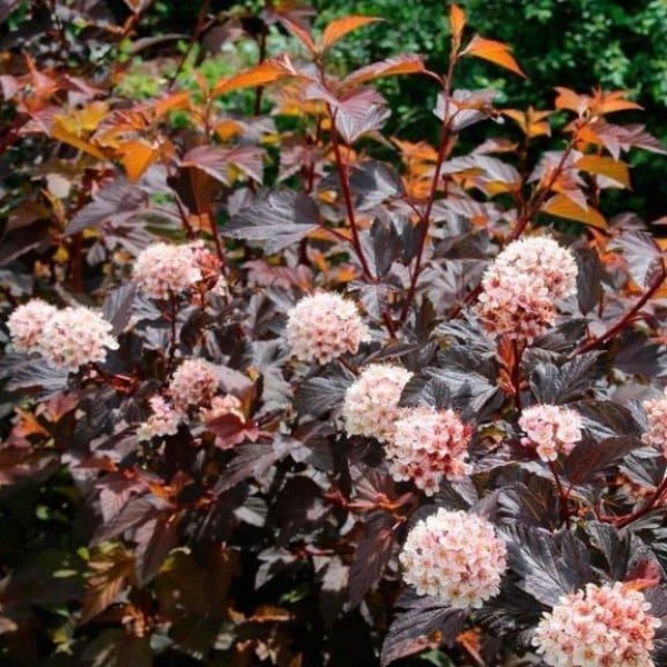 Пузыреплодник калинолистный Диабло Д'ор (Physocarpus opulifolius Diabo Do'r "Mindia") C3