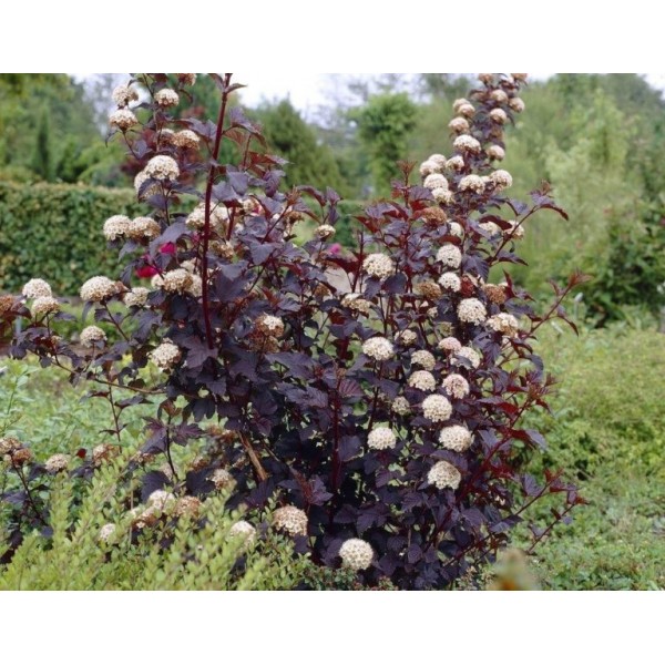 Пузыреплодник калинолистный Диабло (Physocarpus opulifolius Diabolo) C2