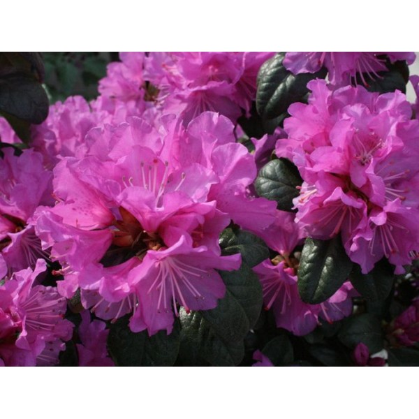 Рододендрон ПЖМ Элит (PJM Elite) C5