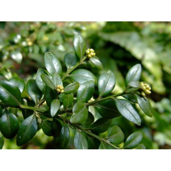 Самшит вечнозеленый (Buxus sempervirens) C15
