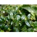 Самшит вечнозеленый (Buxus sempervirens) C15