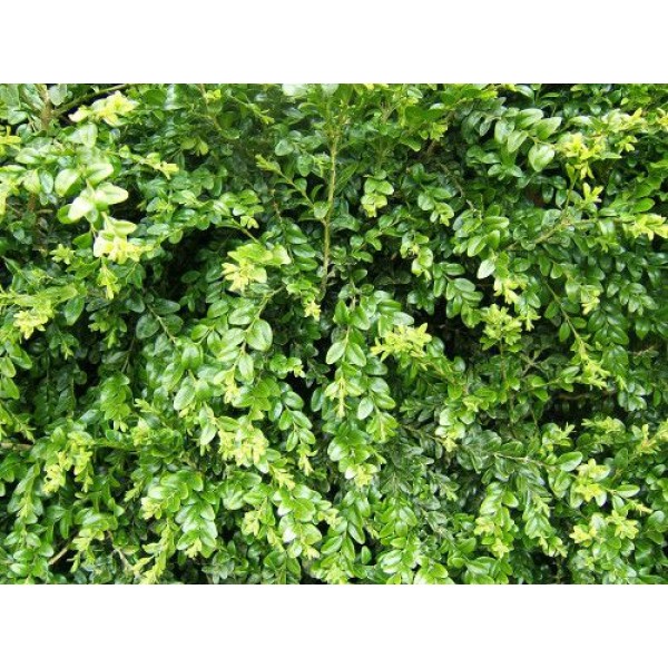 Самшит вечнозеленый (Buxus sempervirens) C2
