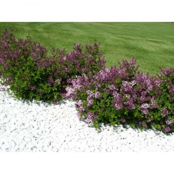 Сирень Мейера Palibin (Syringa meyeri) С2