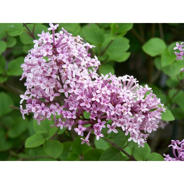 Сирень Мейера Palibin (Syringa meyeri) С2