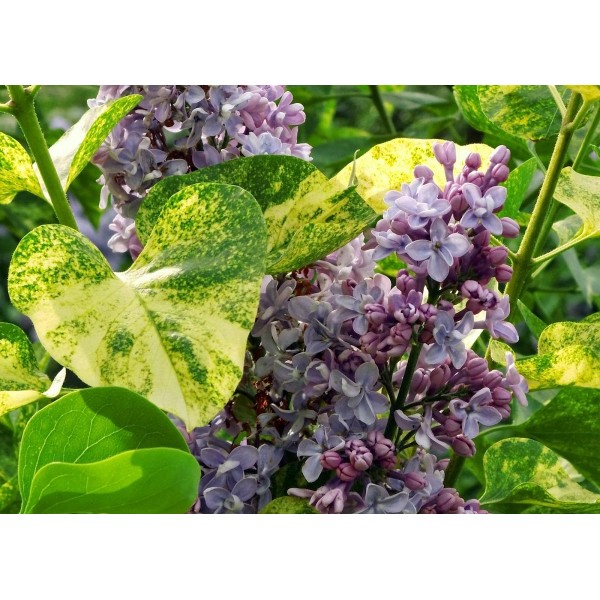 Сирень обыкновенная Аукубофолия (Syringa vulgaris Aucubaefolia) C2